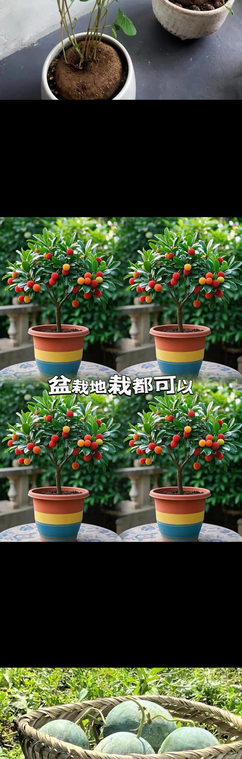 杨梅树种植技术有哪些关键点?-图2 杨梅树种植技术有哪些关键点?-图2