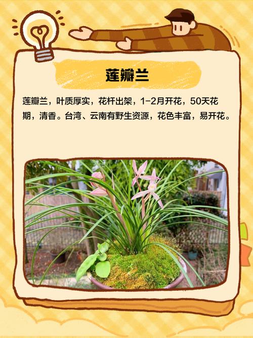 哪些兰花品种属于一季开花?-图1 哪些兰花品种属于一季开花?-图1