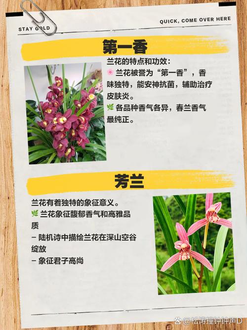 哪些兰花品种属于一季开花?-图2 哪些兰花品种属于一季开花?-图2