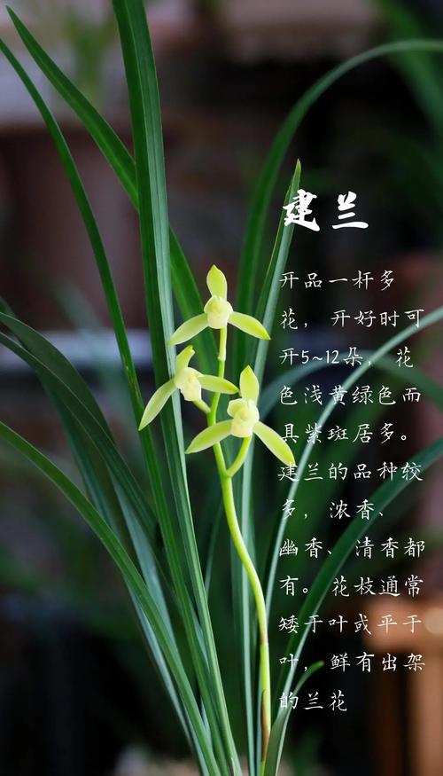 哪些兰花品种属于一季开花?-图3 哪些兰花品种属于一季开花?-图3