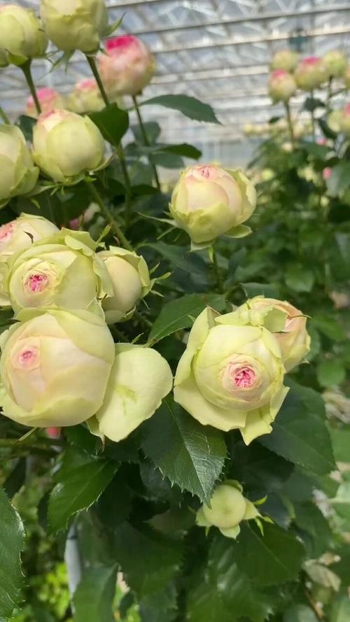 微月月季品种有哪些?-图2 微月月季品种有哪些?-图2