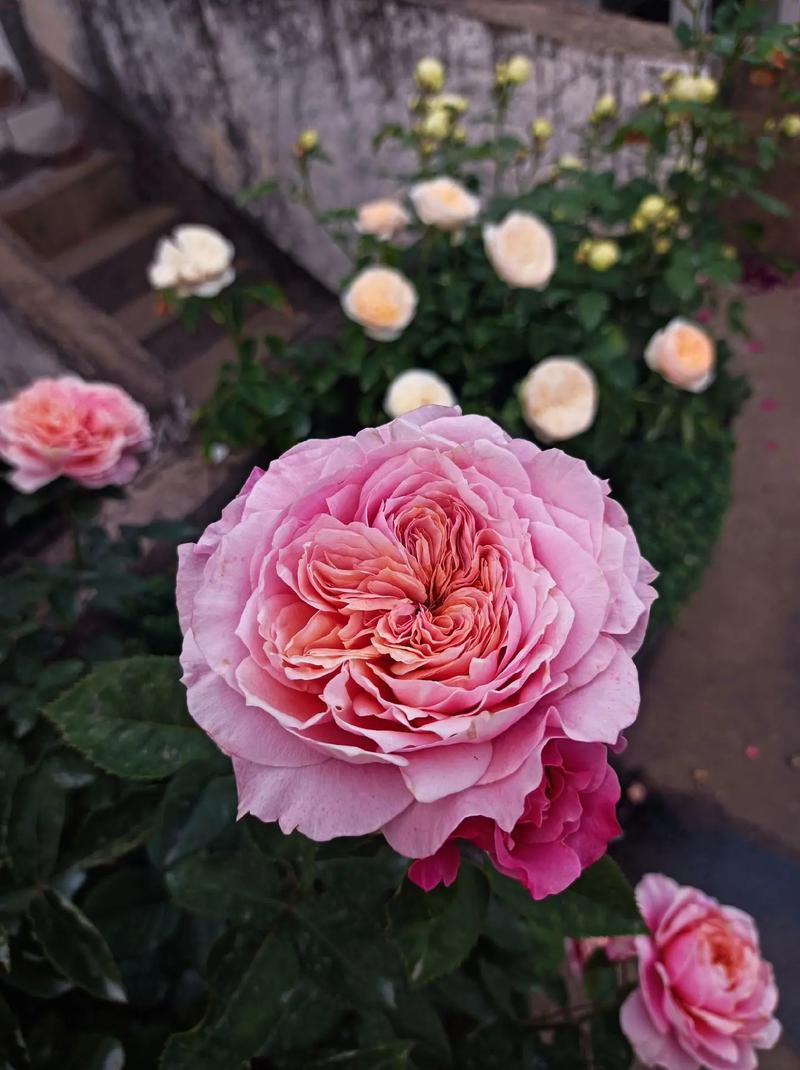 微月月季品种有哪些?-图1 微月月季品种有哪些?-图1