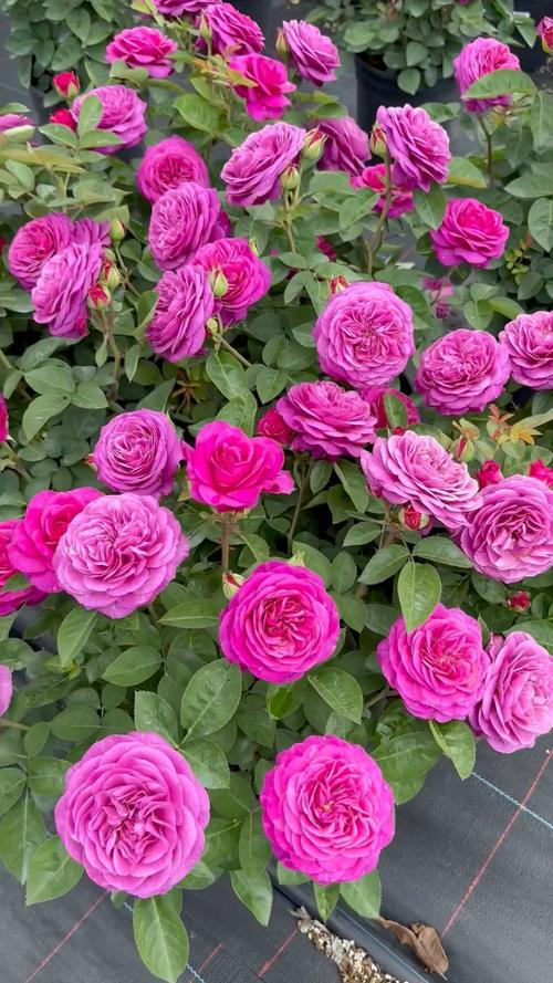 微月月季品种有哪些?-图3 微月月季品种有哪些?-图3