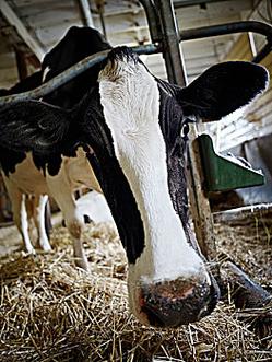 黑白花牛的品种有哪些-图3 黑白花牛的品种有哪些-图3