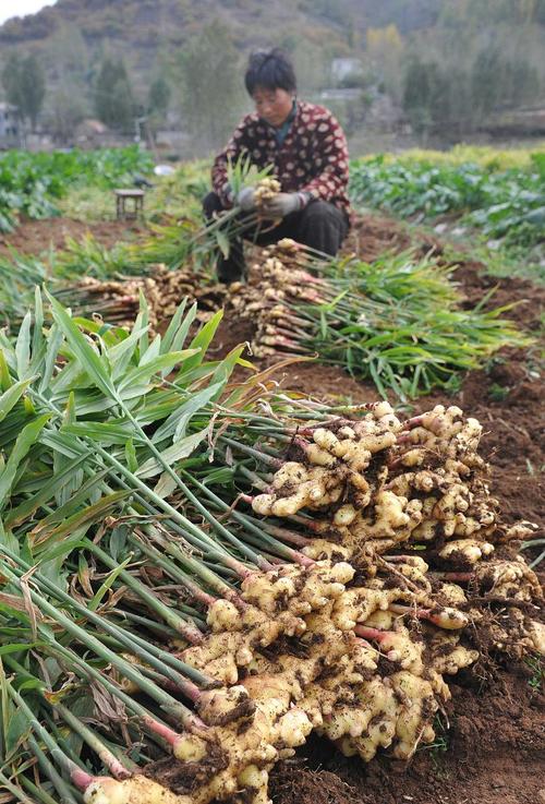 乡村季风种姜技术要点有哪些?-图1 乡村季风种姜技术要点有哪些?-图1