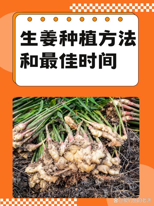 乡村季风种姜技术要点有哪些？-图2