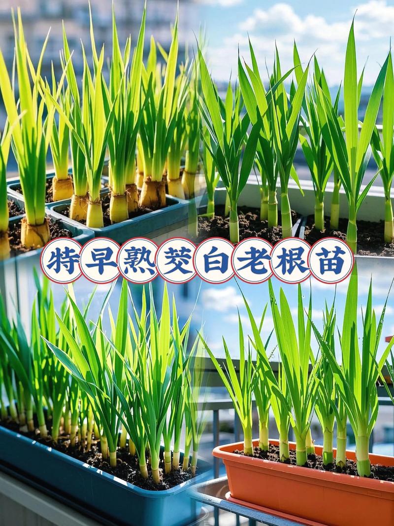 无水田种茭白技术视频-图2