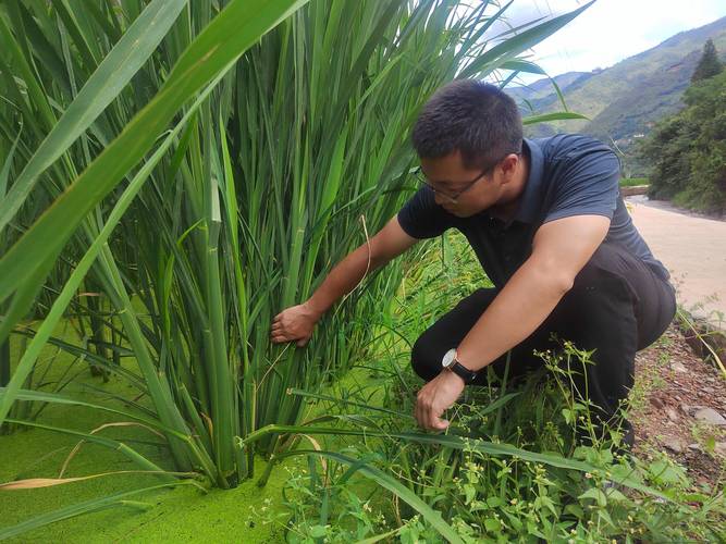 无水田种茭白技术视频-图1 无水田种茭白技术视频-图1