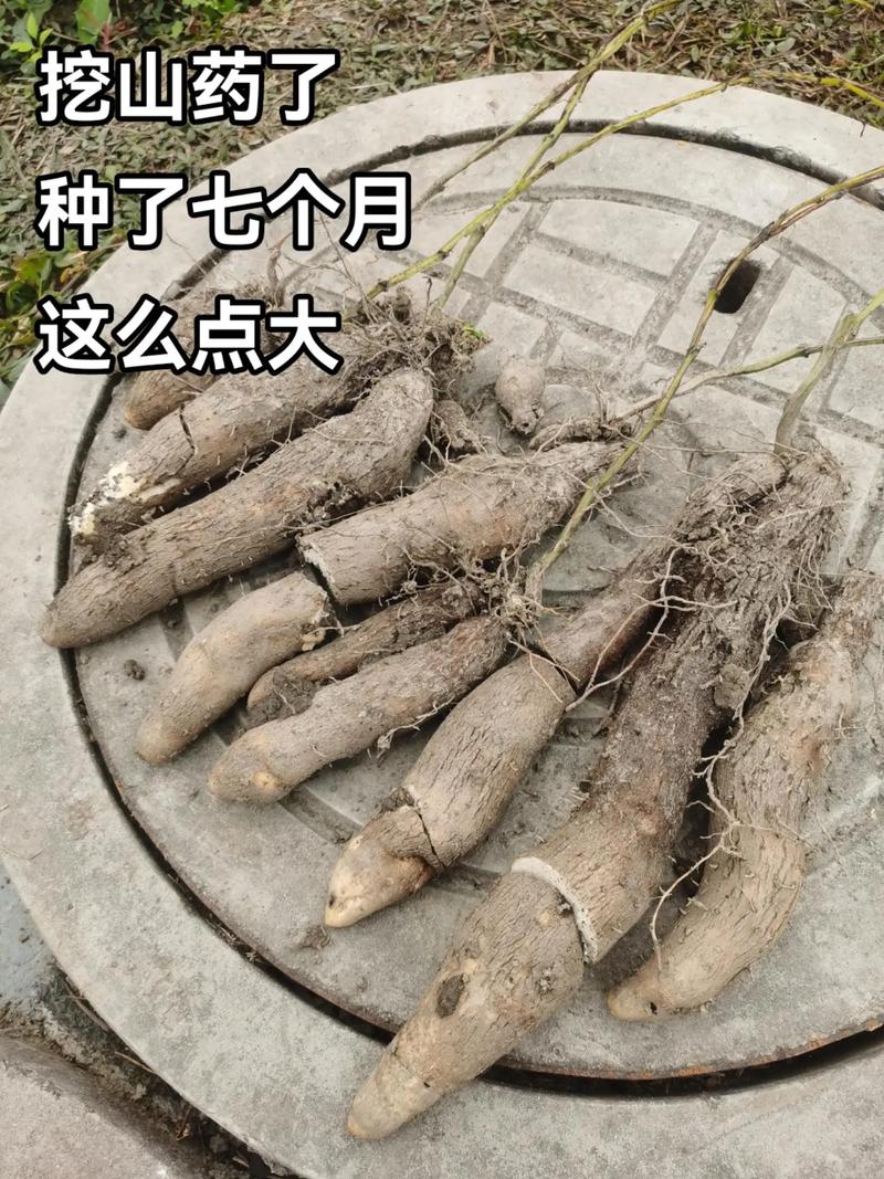 山药种植技术如何提升效益？-图3