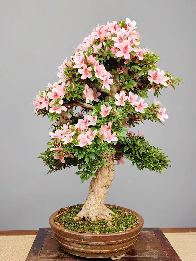 适合家养的杜鹃花品种-图1