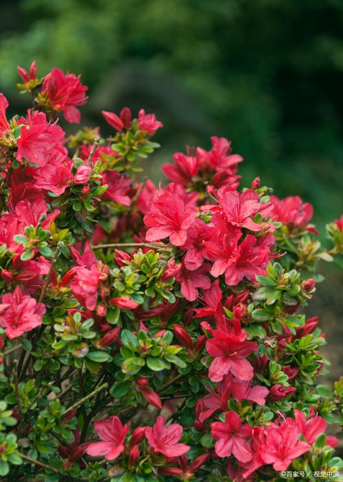 适合家养的杜鹃花品种-图3