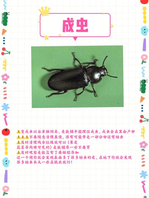 面包虫养殖技术及利润-图1 面包虫养殖技术及利润-图1