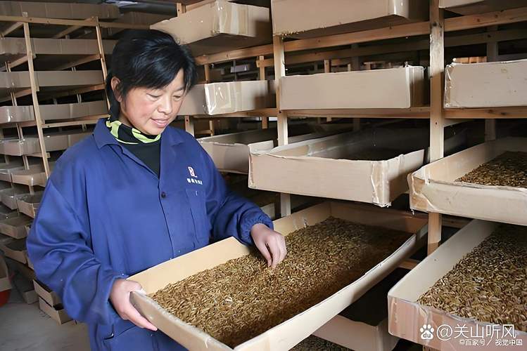 面包虫养殖技术及利润-图2
