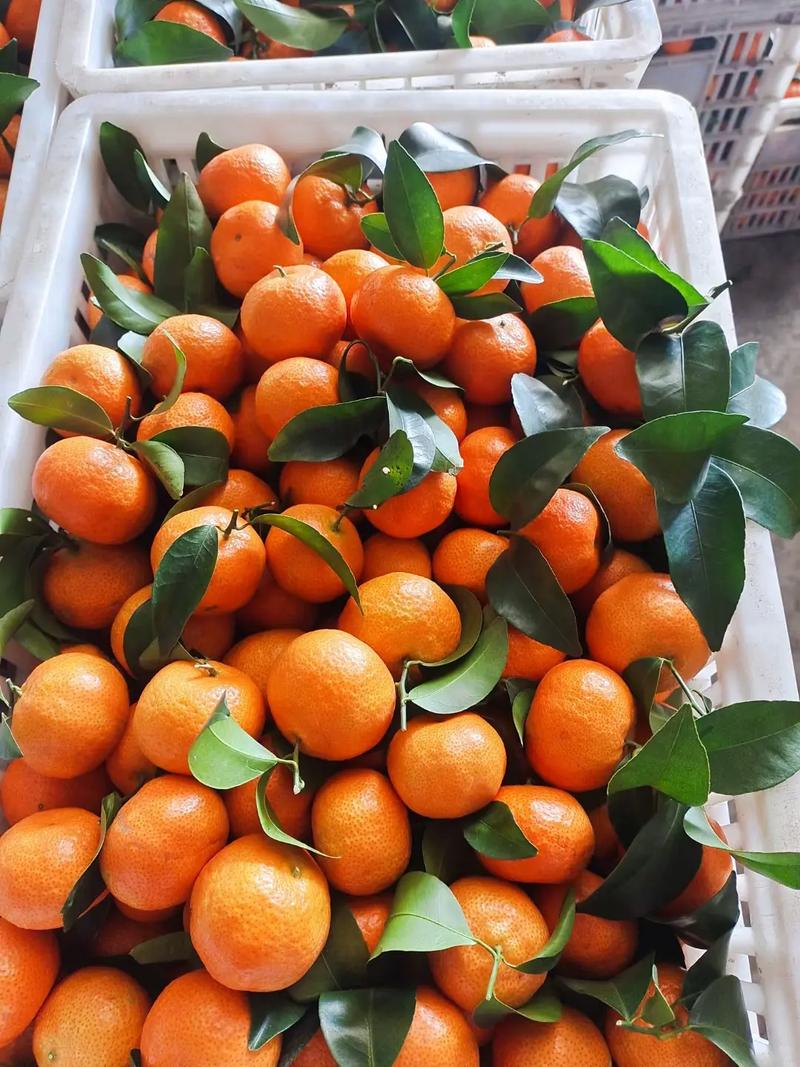 砂糖桔最新品种是哪个?-图3 砂糖桔最新品种是哪个?-图3