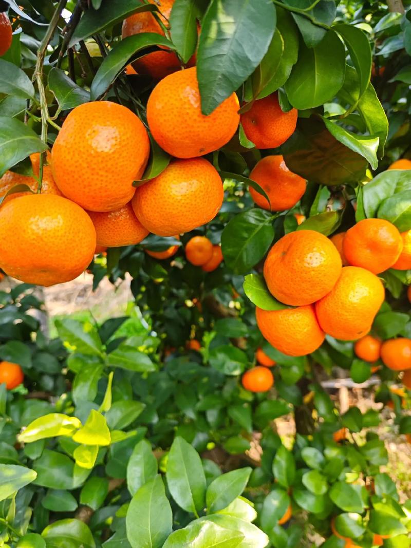 砂糖桔最新品种是哪个?-图2 砂糖桔最新品种是哪个?-图2