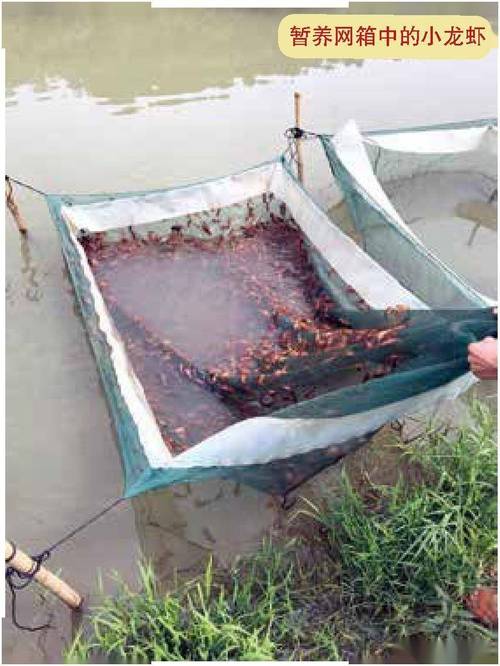 北美对虾网箱养殖技术有哪些关键要点？-图2