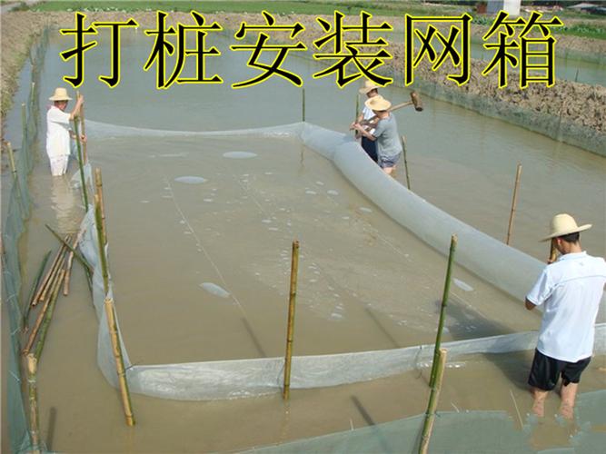 北美对虾网箱养殖技术有哪些关键要点?-图3 北美对虾网箱养殖技术有哪些关键要点?-图3