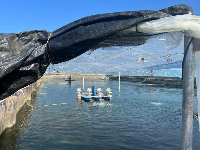 北美对虾网箱养殖技术有哪些关键要点?-图1 北美对虾网箱养殖技术有哪些关键要点?-图1