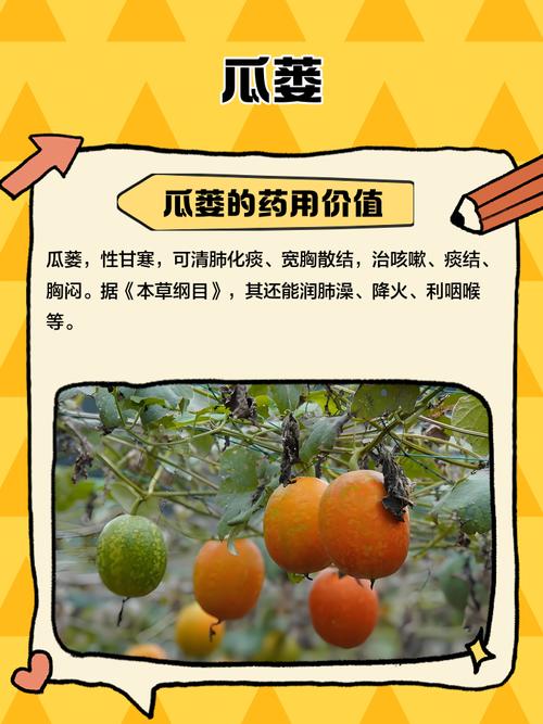 瓜蒌种植技术视频教程怎么学?-图2 瓜蒌种植技术视频教程怎么学?-图2