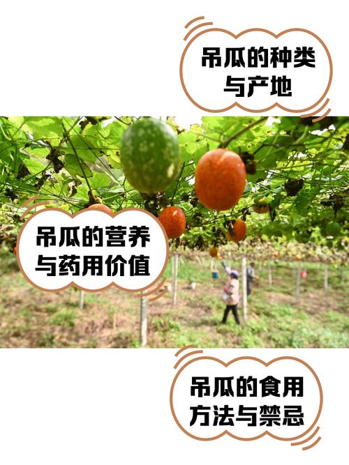 瓜蒌种植技术视频教程怎么学?-图1 瓜蒌种植技术视频教程怎么学?-图1