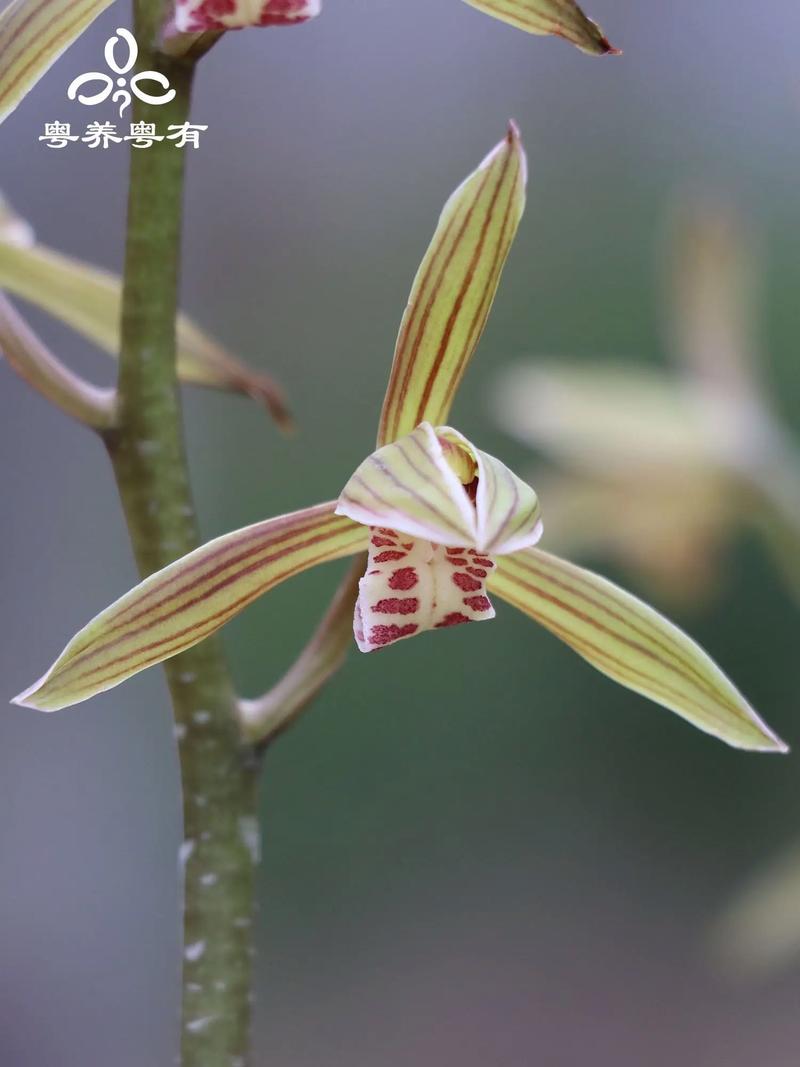 墨兰白色花品种哪个好?-图2 墨兰白色花品种哪个好?-图2