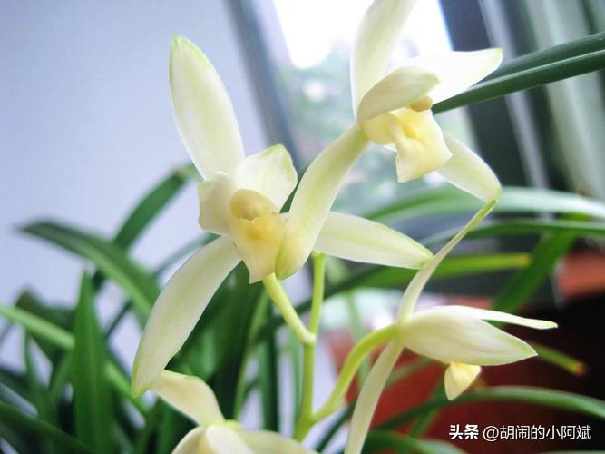 墨兰白色花品种哪个好？-图3