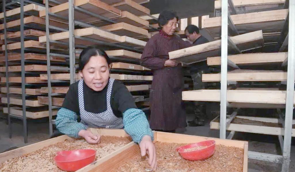 黄粉虫养殖技术培训学哪些内容?-图3 黄粉虫养殖技术培训学哪些内容?-图3