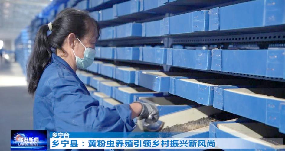 黄粉虫养殖技术培训学哪些内容?-图1 黄粉虫养殖技术培训学哪些内容?-图1