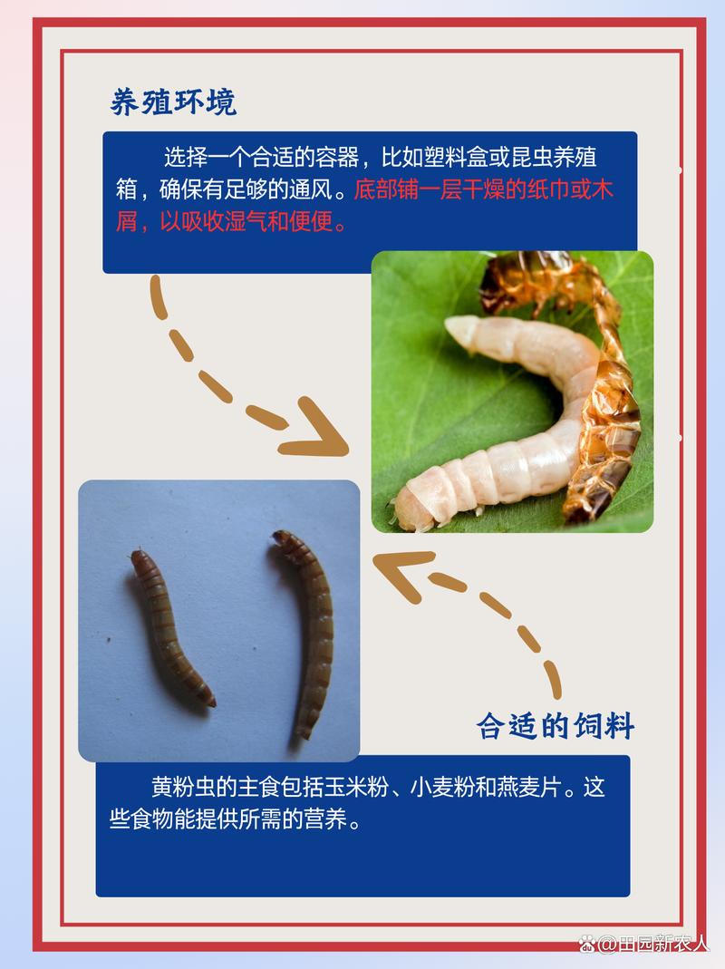 黄粉虫养殖技术培训学哪些内容?-图2 黄粉虫养殖技术培训学哪些内容?-图2