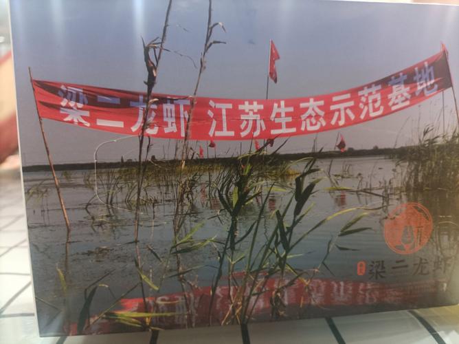 大闸蟹塘套养龙虾，技术要点有哪些？-图1