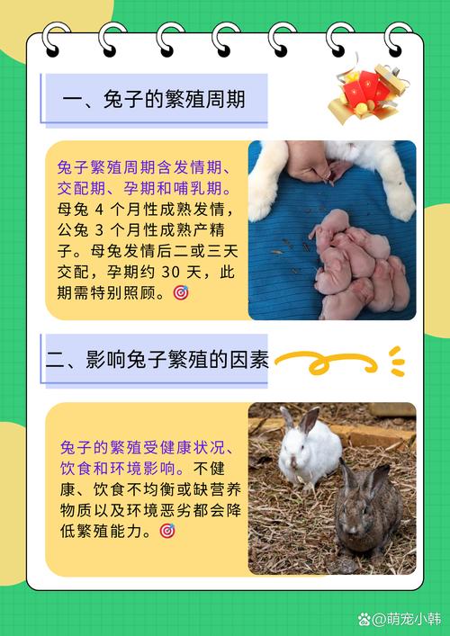 育肥兔养殖技术与管理关键点有哪些?-图3 育肥兔养殖技术与管理关键点有哪些?-图3