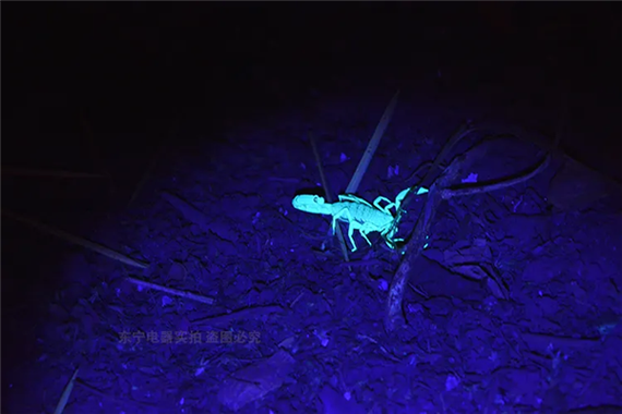 野生蝎子一斤究竟多少钱?-图1 野生蝎子一斤究竟多少钱?-图1