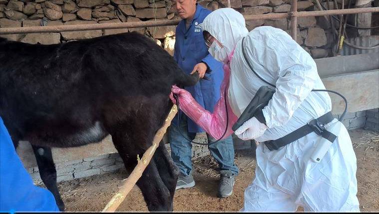 哪里能下载养驴技术相关视频？-图1