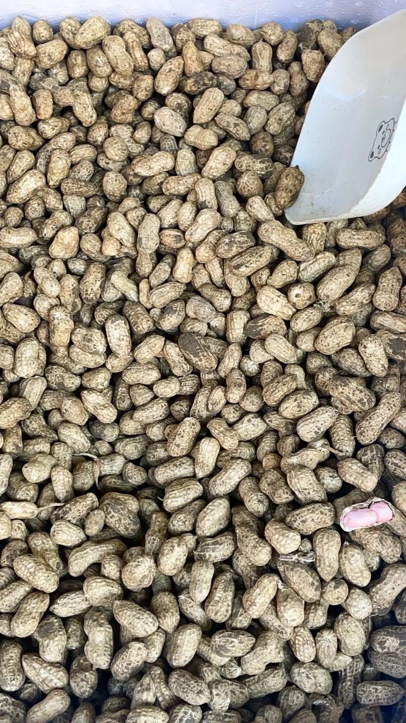 今年花生价格多少钱一斤-图2