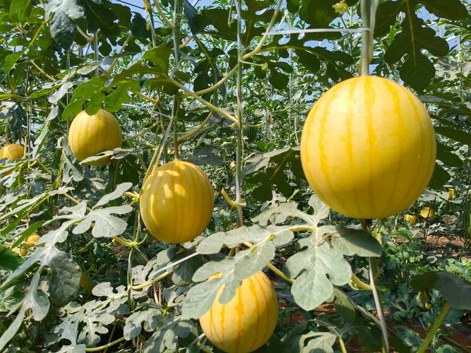 吊瓜高产种植技术有哪些关键要点？-图1