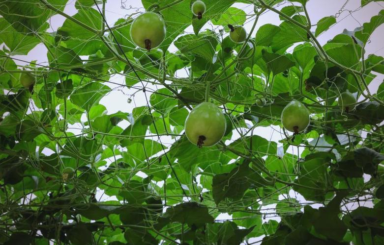 吊瓜高产种植技术有哪些关键要点？-图2