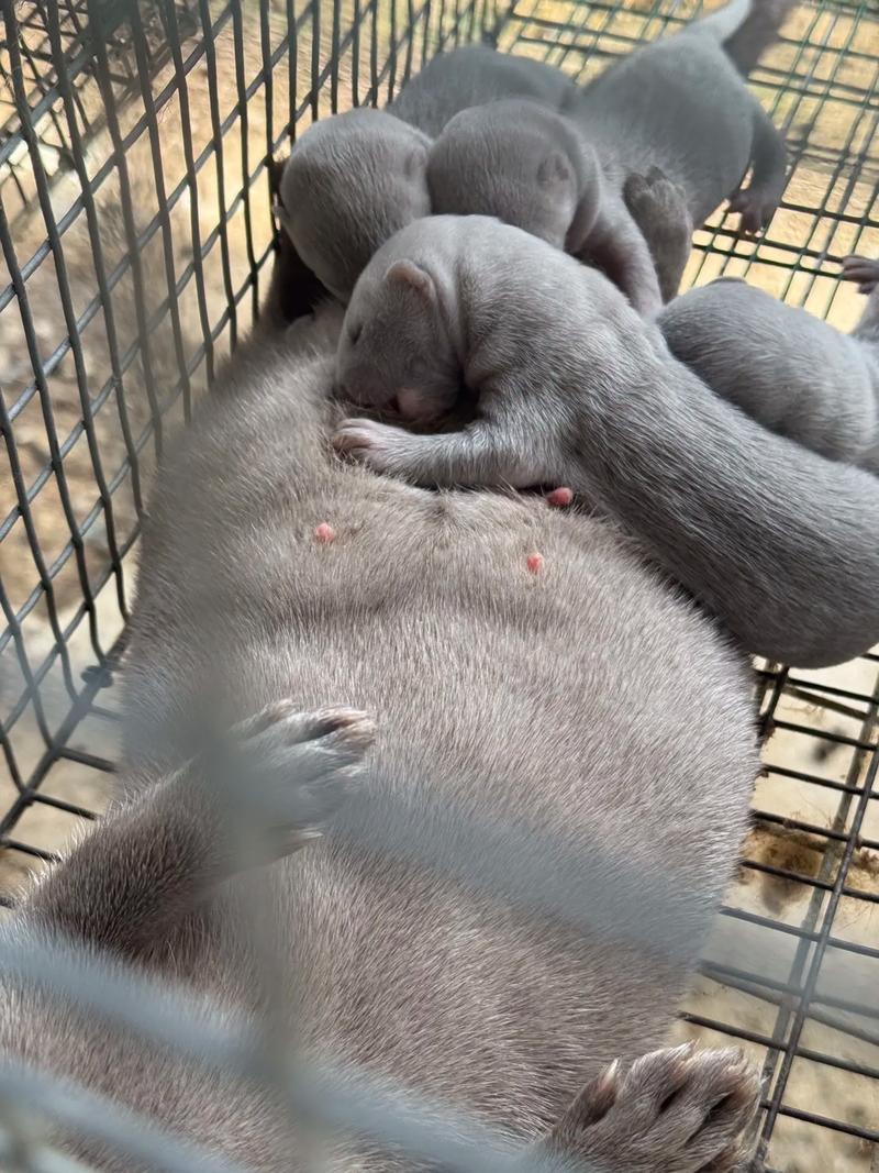 国外水貂养殖技术视频有哪些核心要点?-图1 国外水貂养殖技术视频有哪些核心要点?-图1