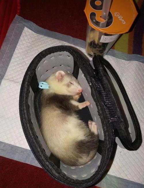 国外水貂养殖技术视频有哪些核心要点?-图3 国外水貂养殖技术视频有哪些核心要点?-图3