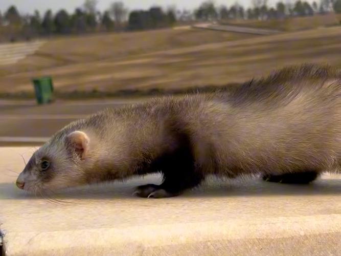 国外水貂养殖技术视频有哪些核心要点?-图2 国外水貂养殖技术视频有哪些核心要点?-图2