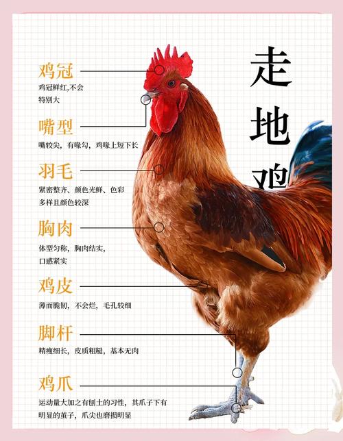 养鸡技术知识大全土鸡-图3 养鸡技术知识大全土鸡-图3