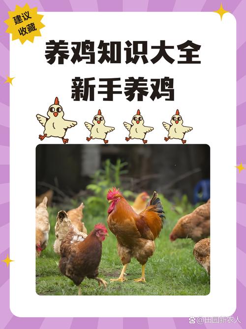 养鸡技术知识大全土鸡-图2 养鸡技术知识大全土鸡-图2