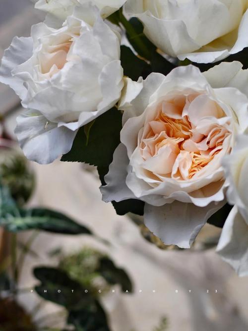 肉鹅白罗曼品种好不好？-图3