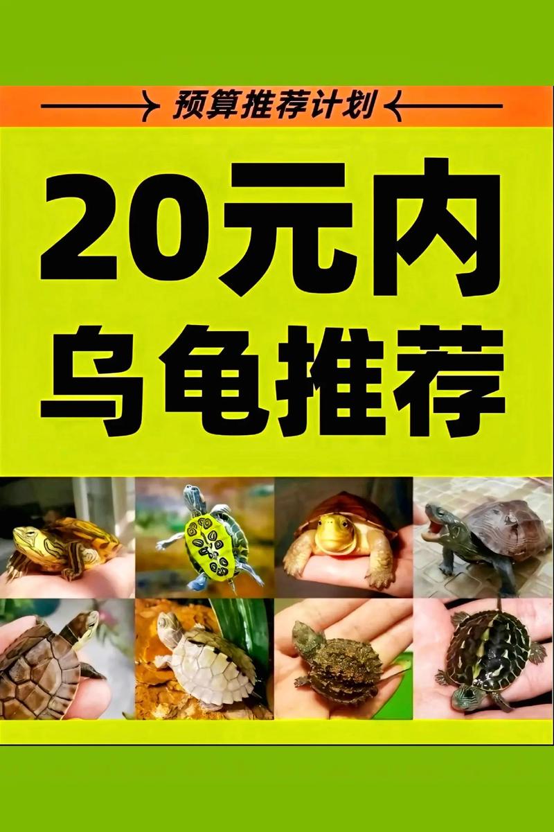 市场上卖的小乌龟品种-图1 市场上卖的小乌龟品种-图1