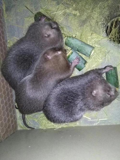 广西梧州竹鼠养殖技术-图3 广西梧州竹鼠养殖技术-图3
