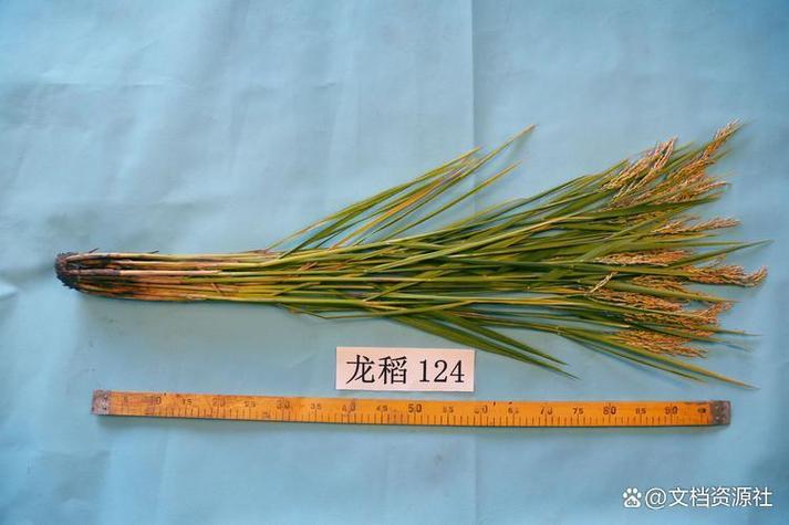 水稻龙粳52品种有何特性与优势？-图1