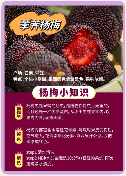小杨梅品种叫什么意思-图2
