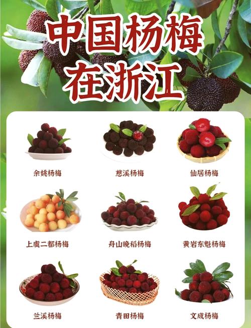 小杨梅品种叫什么意思-图1