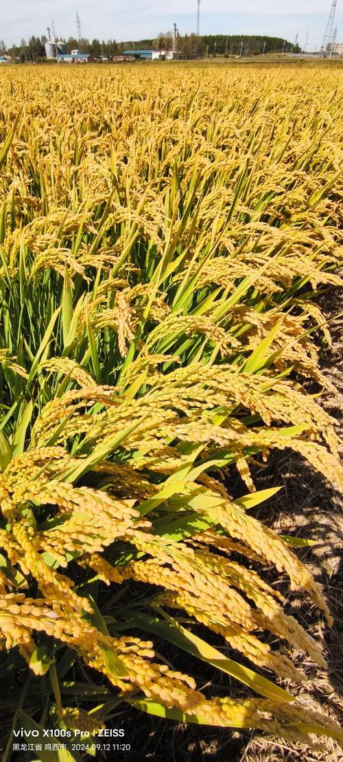 伊宁市常见水稻品种有哪些？-图2