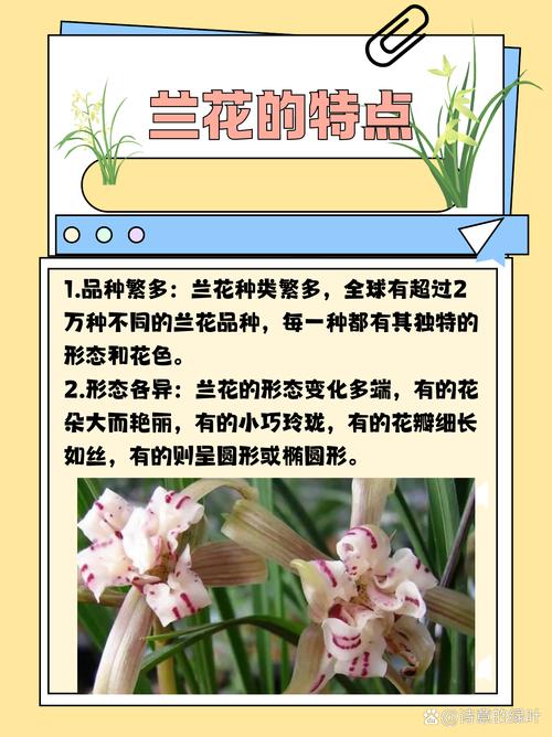 兰花有多少品种兰花草-图1