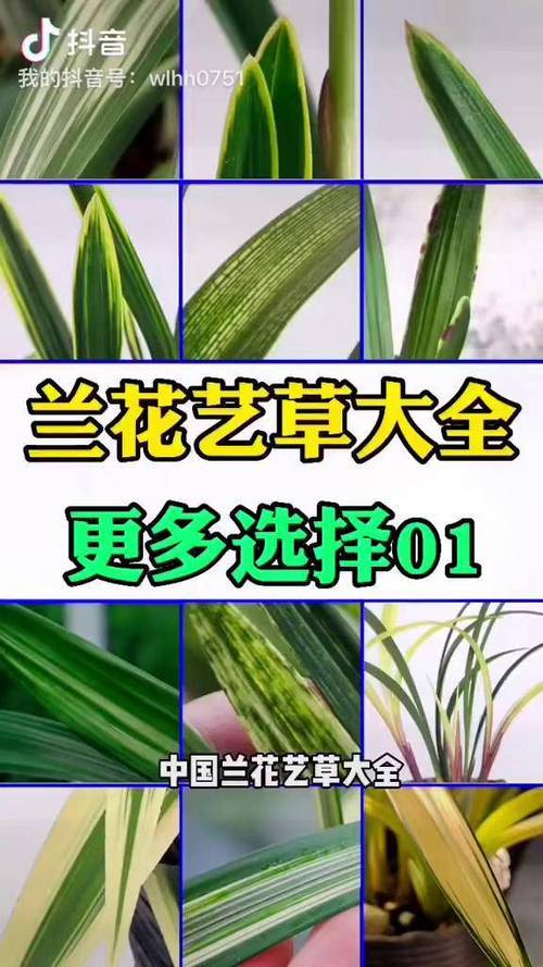 兰花有多少品种兰花草-图2